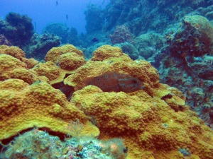 Trigger fish and Corals.